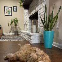 Alamo Feline Health Center ico