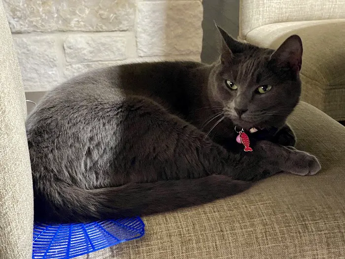 Alamo Feline Health Center Picture 5
