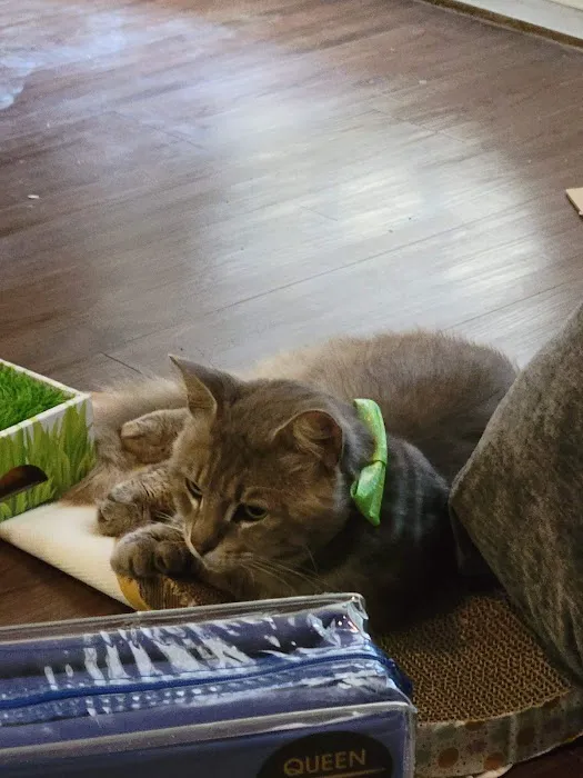 Alamo Feline Health Center Picture 8