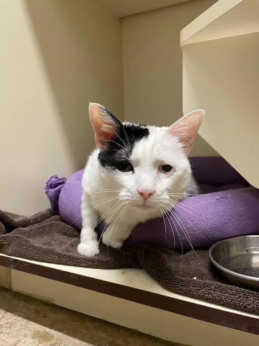 Traveling Tails Veterinary Clinic | Thousand Oaks Picture 4
