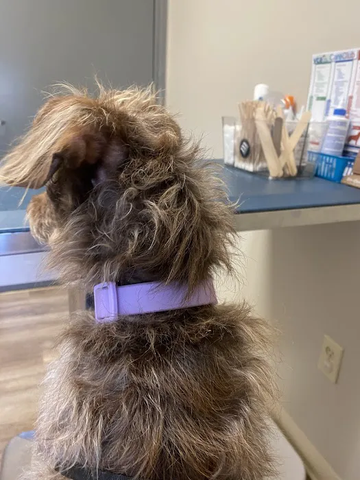 VCA Henderson Pass Animal Hospital Picture 6