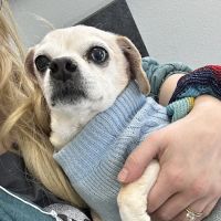 Penny Paws Animal Clinic San Antonio ico
