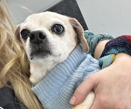Penny Paws Animal Clinic San Antonio