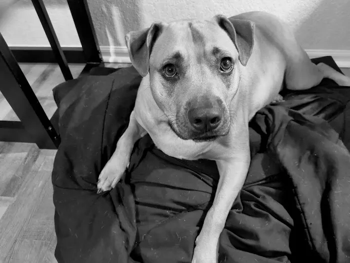 Penny Paws Animal Clinic San Antonio Picture 6