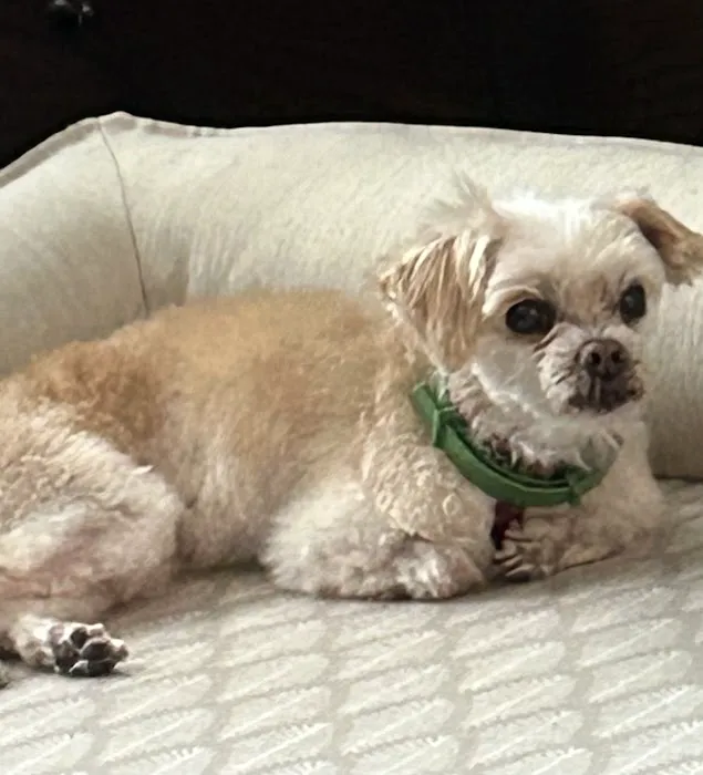 Penny Paws Animal Hospital - San Antonio Picture 1
