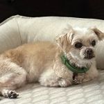 Penny Paws Animal Hospital - San Antonio