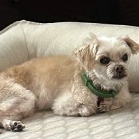 Penny Paws Animal Hospital - San Antonio ico