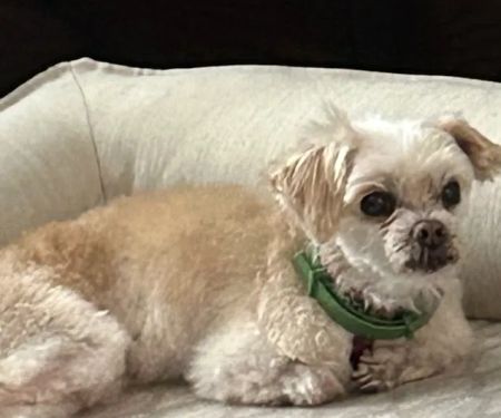 Penny Paws Animal Hospital - San Antonio