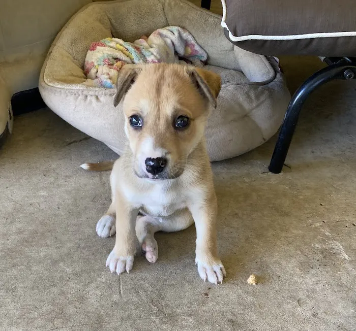 Penny Paws Animal Hospital - San Antonio Picture 2