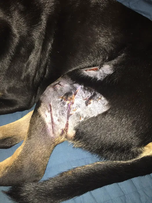 Lytle Veterinary Clinic Picture 10