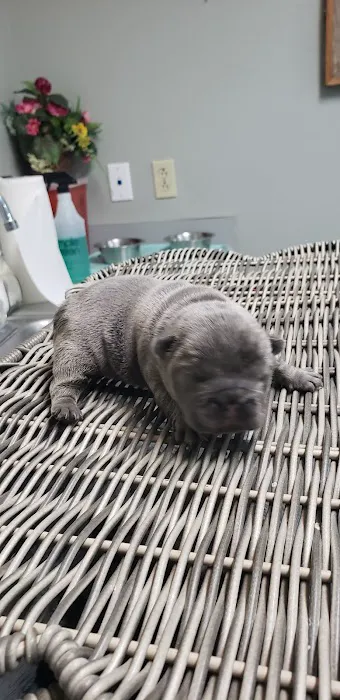 Animal Medical Clinic Reproductive Services Picture 1