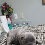 Animal Medical Clinic Reproductive Services