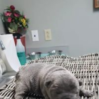Animal Medical Clinic Reproductive Services ico