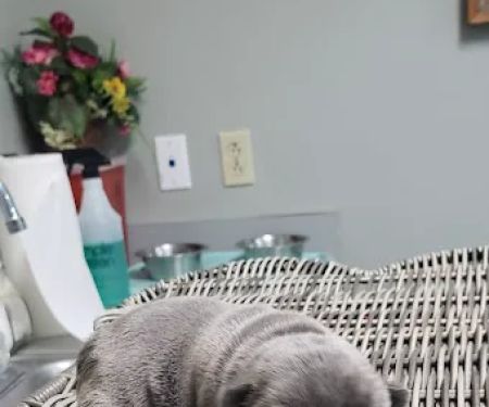 Animal Medical Clinic Reproductive Services