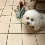 Stone Oak Veterinary Clinic
