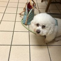 Stone Oak Veterinary Clinic ico