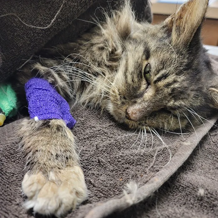 BluePearl Pet Hospital Picture 2