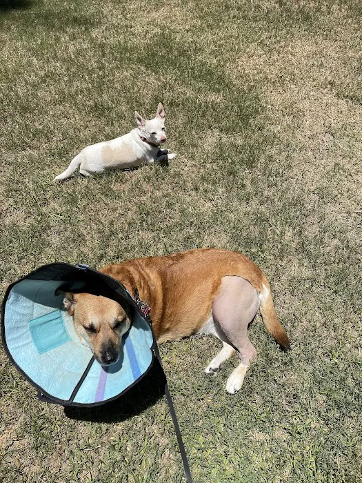 BluePearl Pet Hospital Picture 1