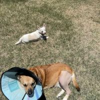 BluePearl Pet Hospital ico