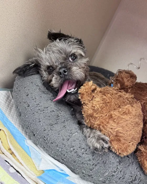BluePearl Pet Hospital Picture 8