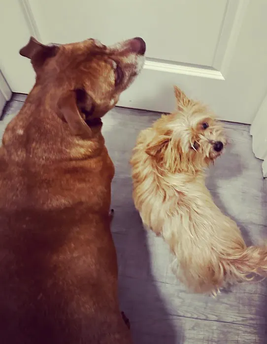 Leo's Pet Care Picture 7