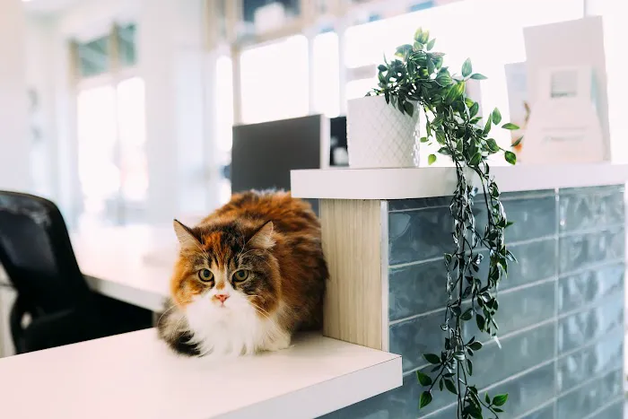Paw & Purr Surgical and Dental Care Picture 6