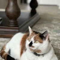 Sherlock Bones Animal Hospital ico
