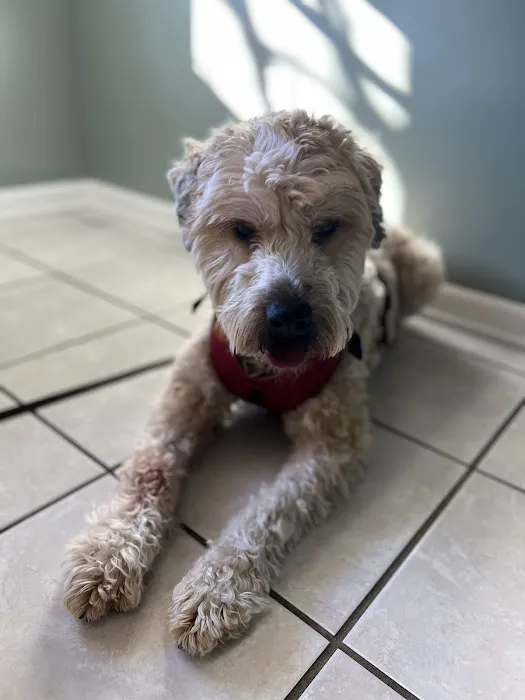 Sherlock Bones Animal Hospital Picture 6