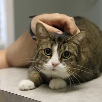 Sherlock Bones Animal Hospital Picture 8