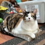 VCA Companion Animal Medical Center