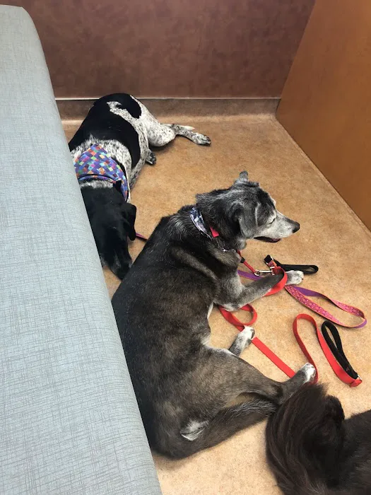 VCA Companion Animal Medical Center Picture 4