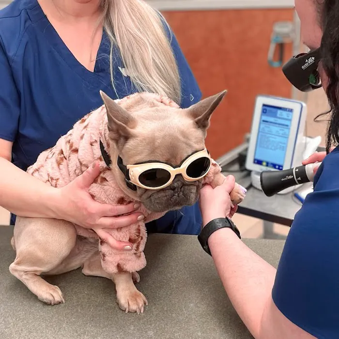 VCA Companion Animal Medical Center Picture 5