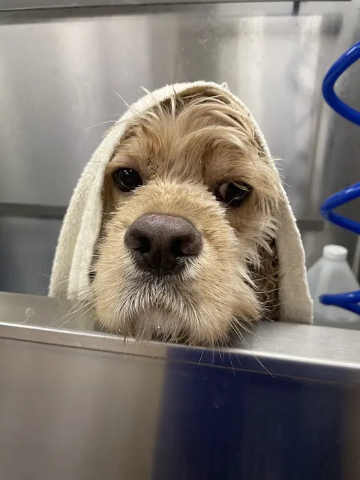 VCA Companion Animal Medical Center Picture 6