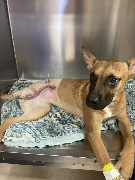 VCA Companion Animal Medical Center Picture 7