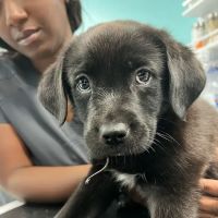 VetCheck Pet Urgent Care Center - Carmel ico