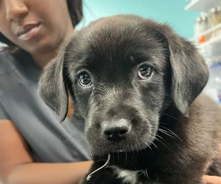 VetCheck Pet Urgent Care Center - Carmel