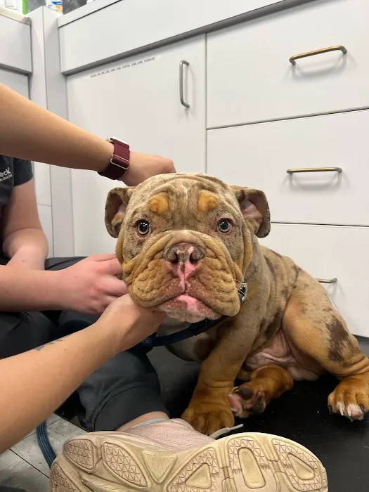 VetCheck Pet Urgent Care Center - Carmel Picture 8