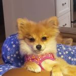 Log Cabin Animal Hospital