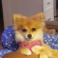 Log Cabin Animal Hospital ico