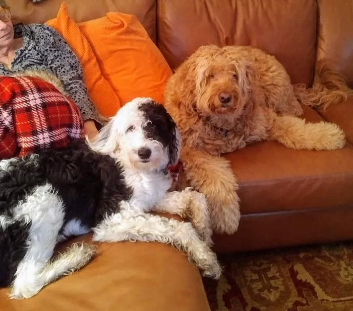 Log Cabin Animal Hospital Picture 2