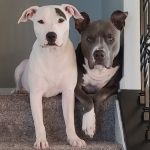 Fall Creek Veterinary Medical Center