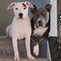 Fall Creek Veterinary Medical Center ico