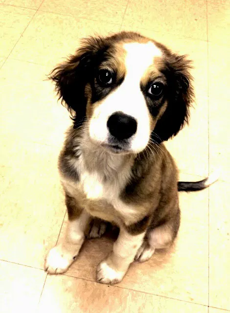 Fall Creek Veterinary Medical Center Picture 9