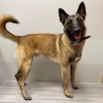 Fishers Veterinary Hospital