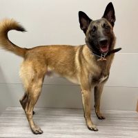 Fishers Veterinary Hospital ico