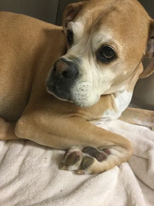 Fishers Veterinary Hospital Picture 8