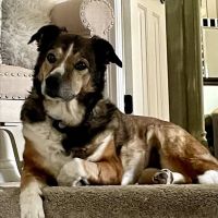 Brookschool Road Vet Clinic ico