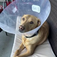 Parkside Animal Hospital ico