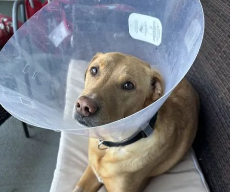 Parkside Animal Hospital
