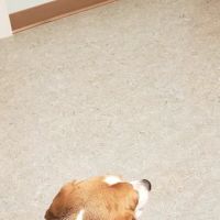Bargersville Veterinary Hospital & Wellness Center, A Thrive Pet Healthcare Partner ico